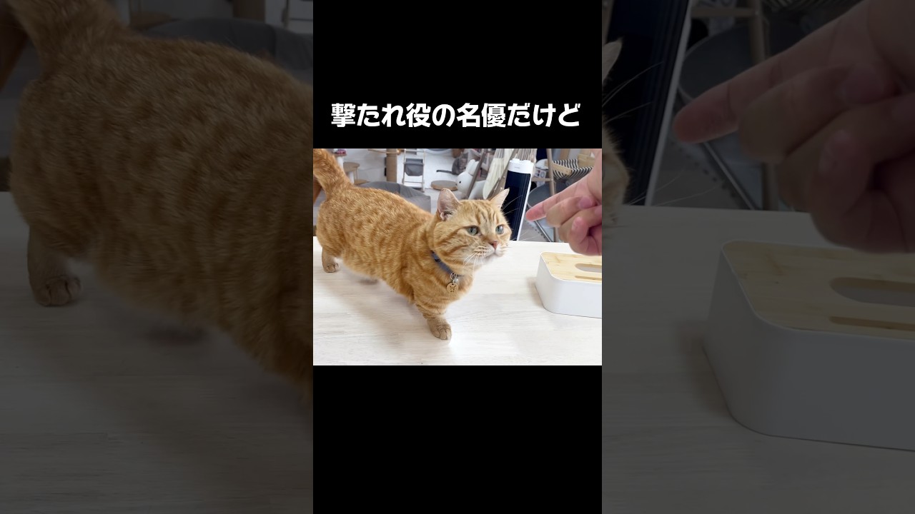 撃たれ役の名優だけど... #猫 #マンチカン #shorts