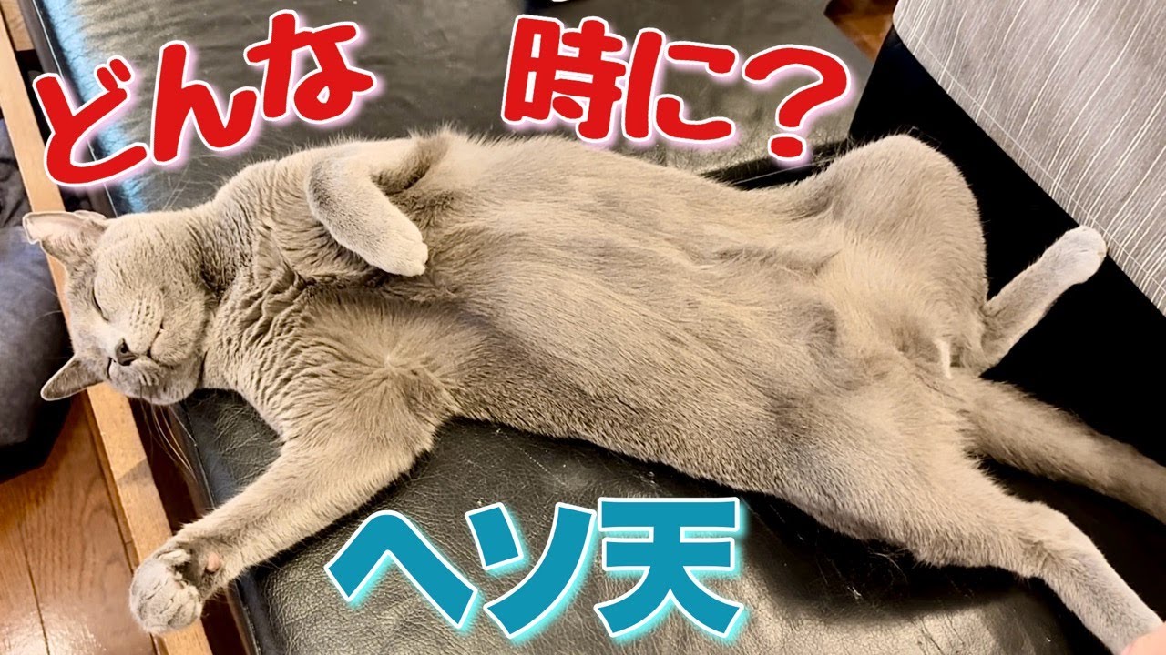 ロシアンブルー | 猫が仰向けになる理由を調べてみました [Russian Blue cat Kotetsu] Investigation why cats lie on their backs