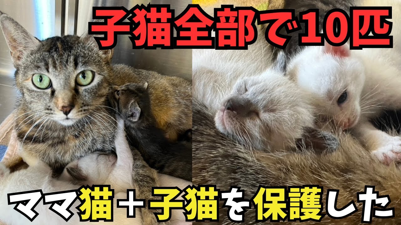 ママ猫1匹＋子猫10匹を保護しました。保護からシェルターまで