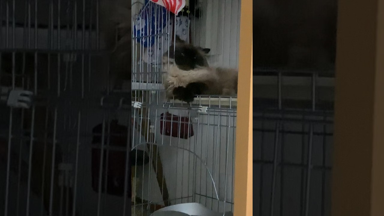 溶けちゃったげんたくん #猫 #ヒマラヤン #猫のいる生活 #猫のいる暮らし #shorts