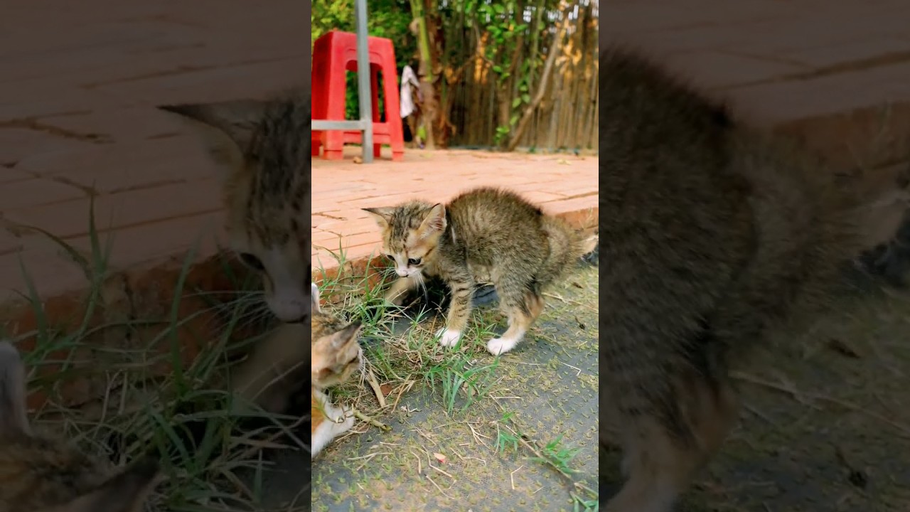 Chasing Kitten #manxcat #kitten #viral #cute #cutecat #mewing #cuteanimal