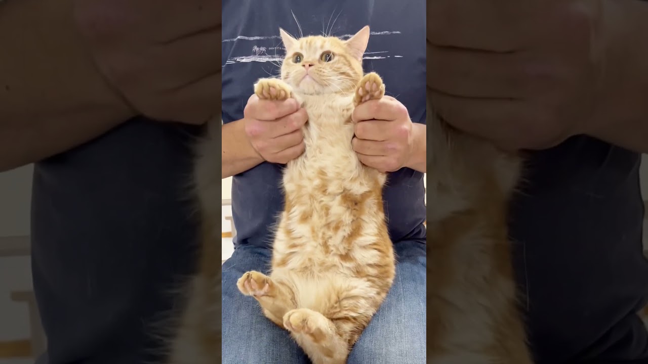 猫と『きつねダンス』を踊ってみました #shorts #猫 #マンチカン