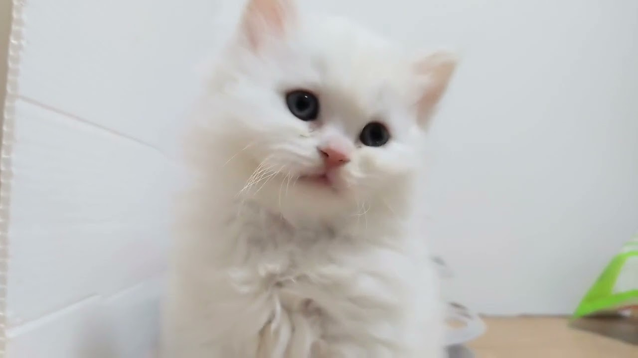 スコティッシュフォールド ロングヘアでぬいぐるみのようなクリームホワイト（ロング）の男の子♡