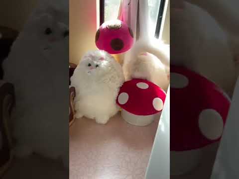 スコティッシュフォールド ♡立ち耳ちゃん♡　クリーム&ホワイト（セミロング〜ロング）