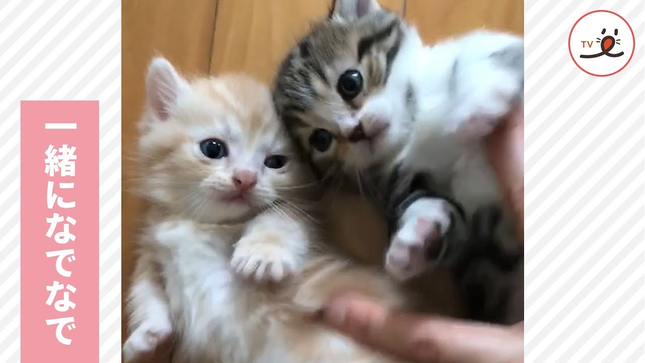 思わず触りたくなる💕 フワフワなマンチカンの子猫たちをなでると…🙌✨【PECO TV】