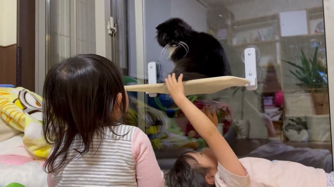 誕生日プレゼントにハンモックを貰った猫　ノルウェージャンフォレストキャットA cat receives a hammock as a birthday present.
