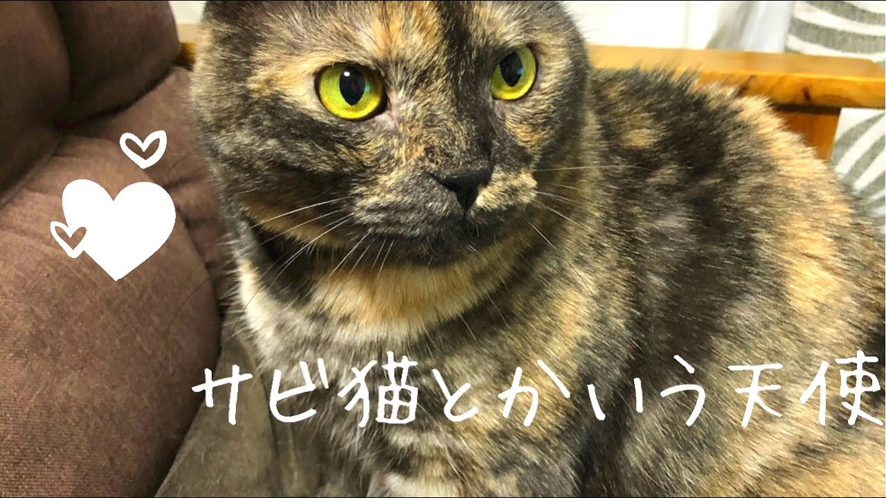 【サビ猫】６歳の成猫との暮らし【アメリカンカール】