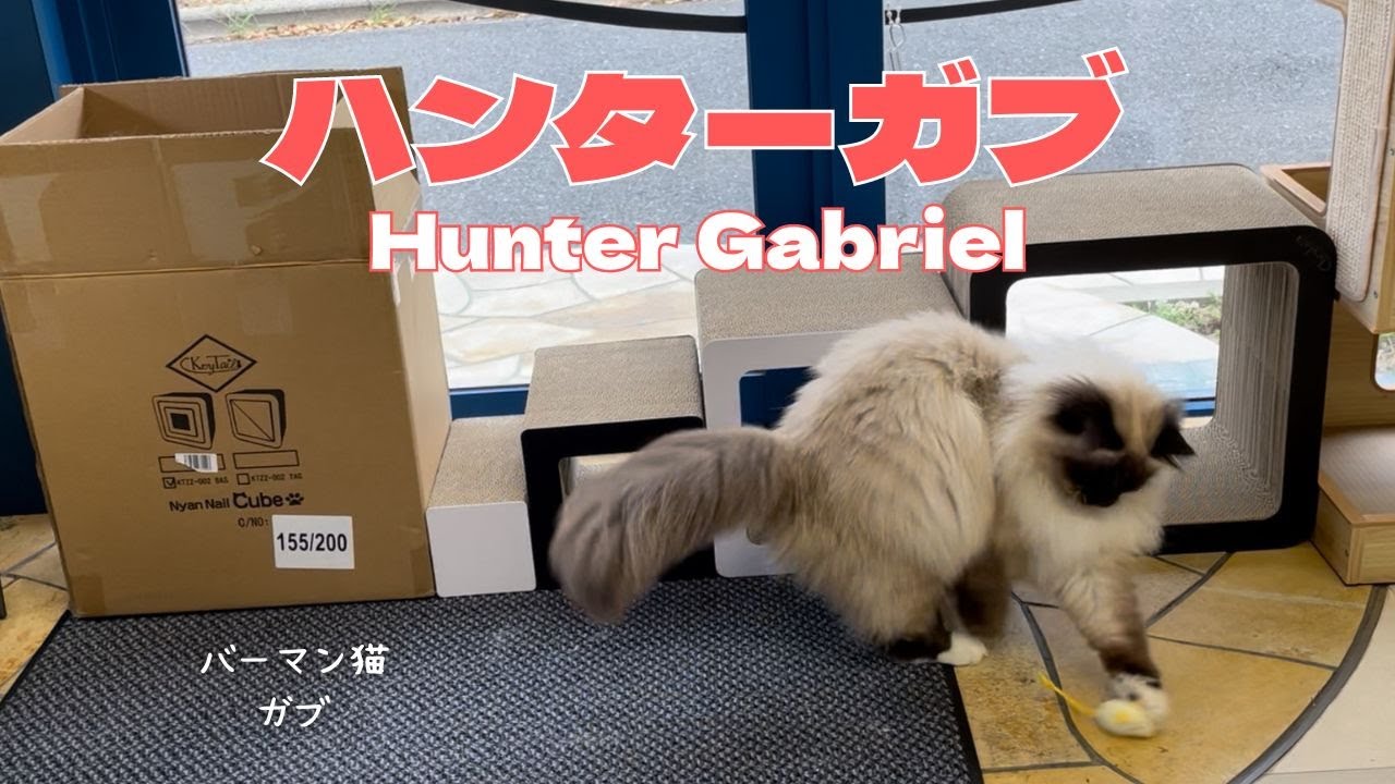 バーマン猫ガブ【ハンターガブ】Hunter Gabriel（バーマン猫）Birman/Cat