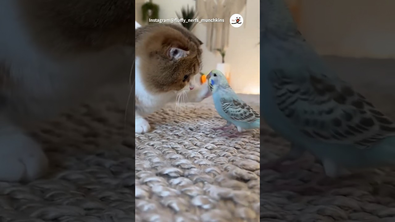 柔らかタッチ｜PECO #子猫 #マンチカン #セキセイインコ #子猫のいる生活 #kitten #munchkin #budgie #budgerigar #kittenlife