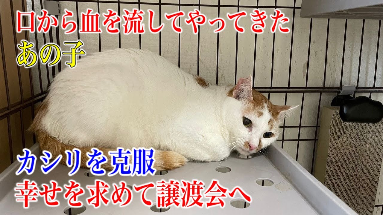 【くまっ子4便隊】多頭崩壊＆慢性カリシを乗り越えたテシケちゃん