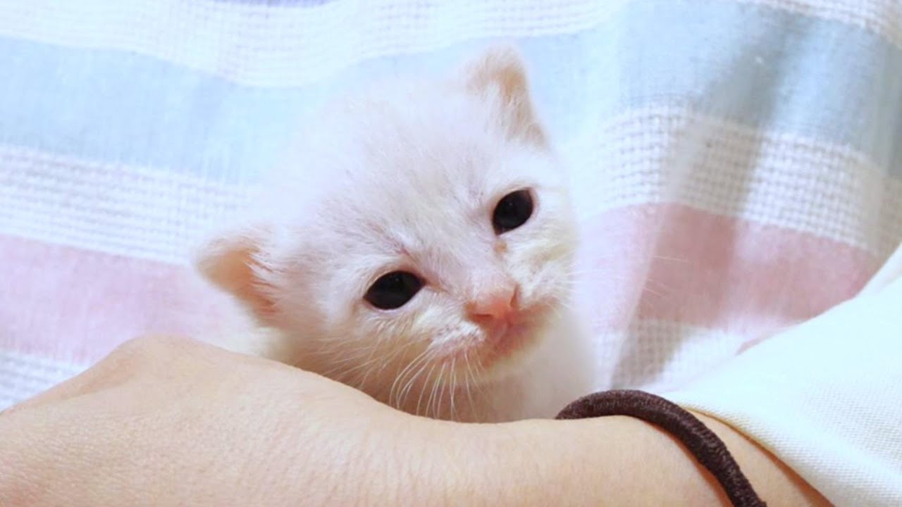 手のひらサイズの小さな子猫はたくさんミルクを飲んで満足そうにゴロゴロ言ってました【赤ちゃん猫　保護猫】