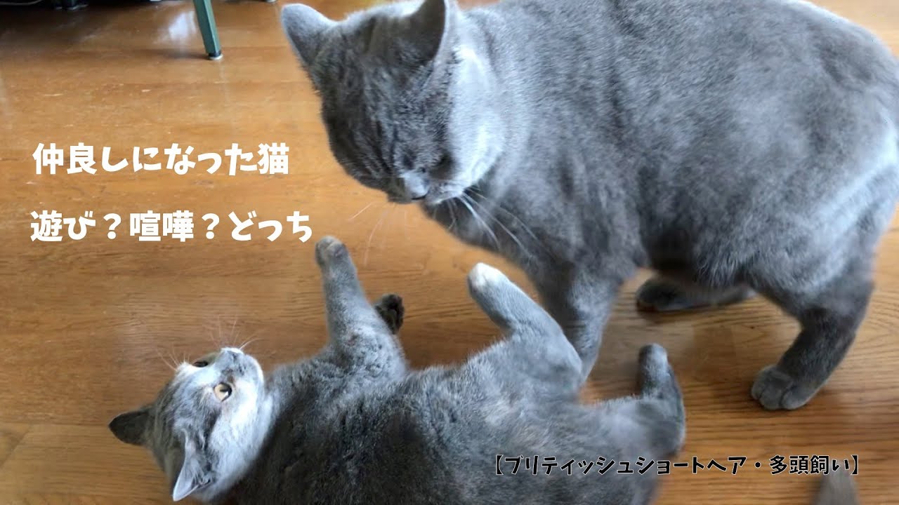 これは遊び?喧嘩?どっちなのかな【ブリティッシュショートヘア・多頭飼い】仲良しになった猫 play? fight?