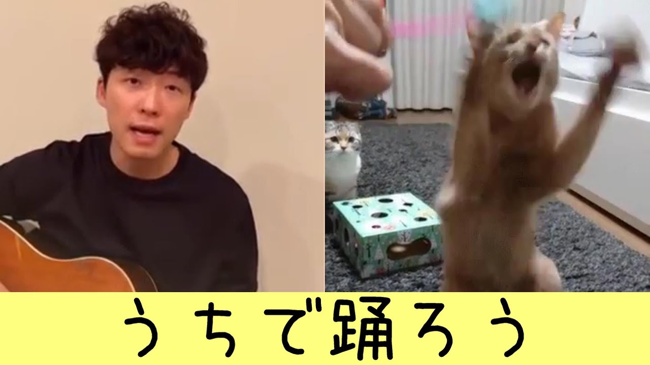 星野源さん×アビシニアン　-うちで踊ろう Dancing On The Inside-