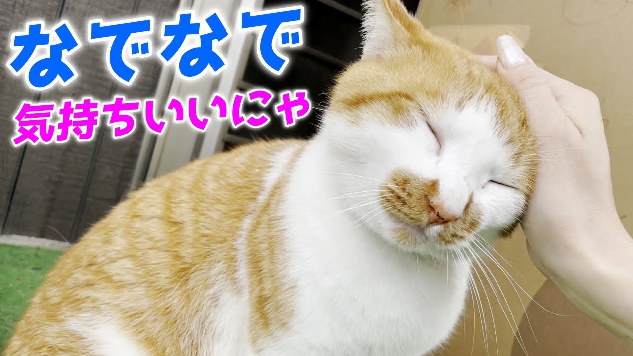 ナデナデしたら世界一気持ち良さそうな顔をしてくれる庭子猫君…笑［三毛母猫の子猫］