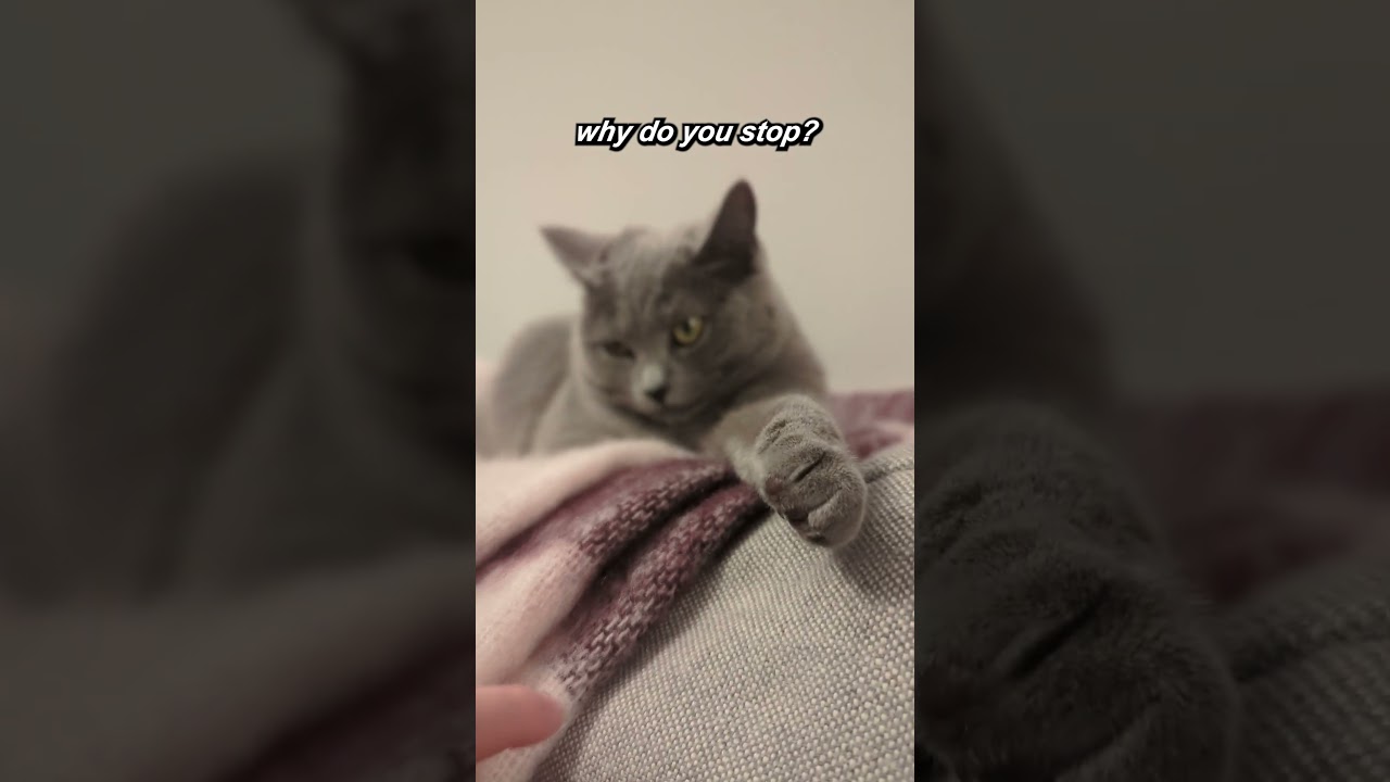 too late #cats #cat #catsofyoutube
