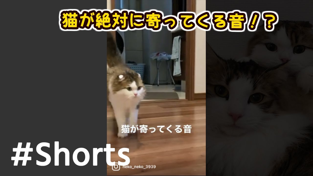 猫が絶対に寄ってくる音 #Shorts​ 【スコティッシュフォールド】