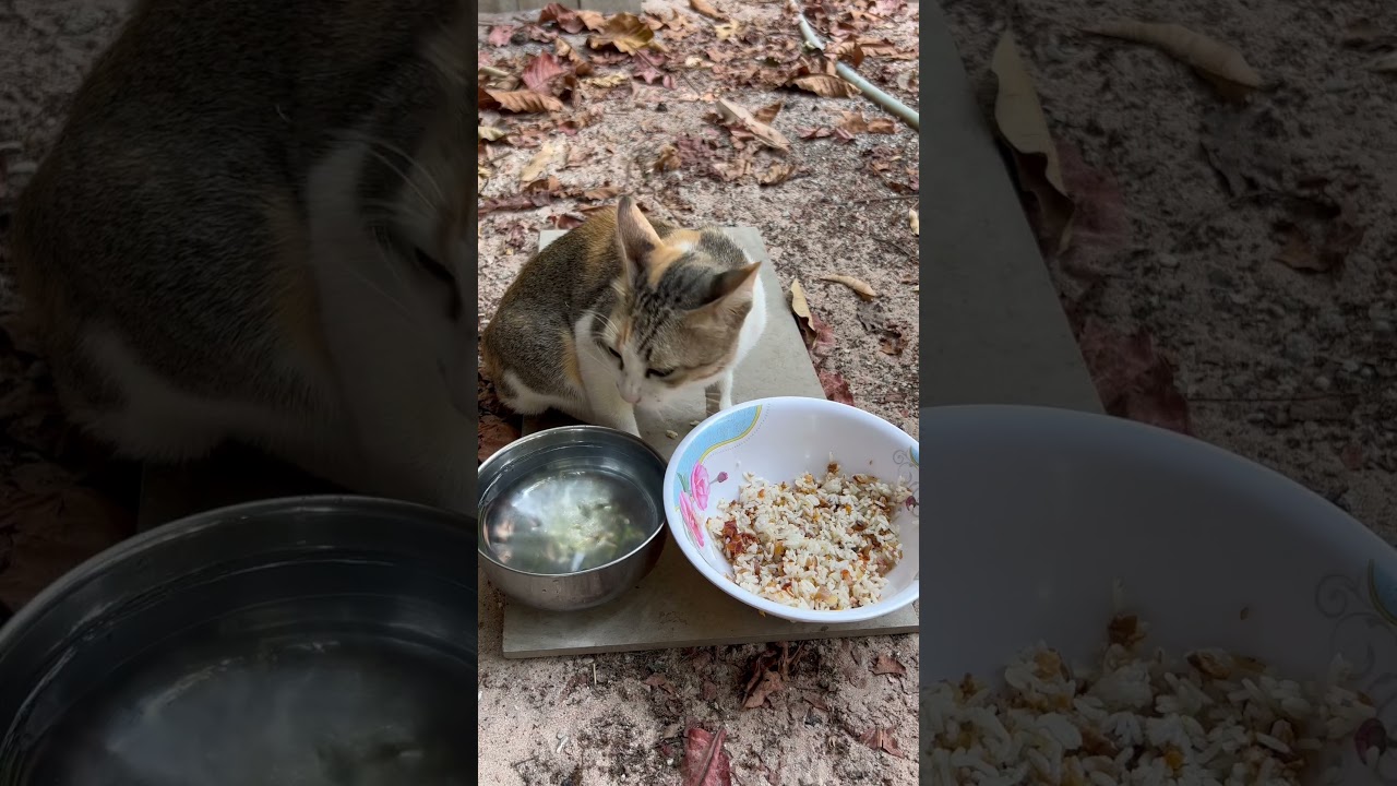 Homeless cat P347 #猫 #日本猫 #china #usa #jesus #cat #homelessstreetcats #kitten #catlover #shorts