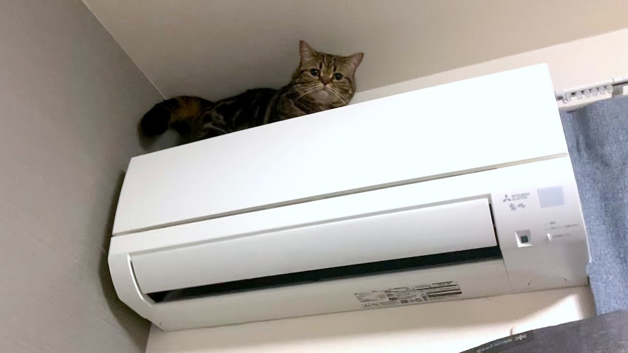 短足なのにエアコンの上まで登るのを覚えちゃった猫…