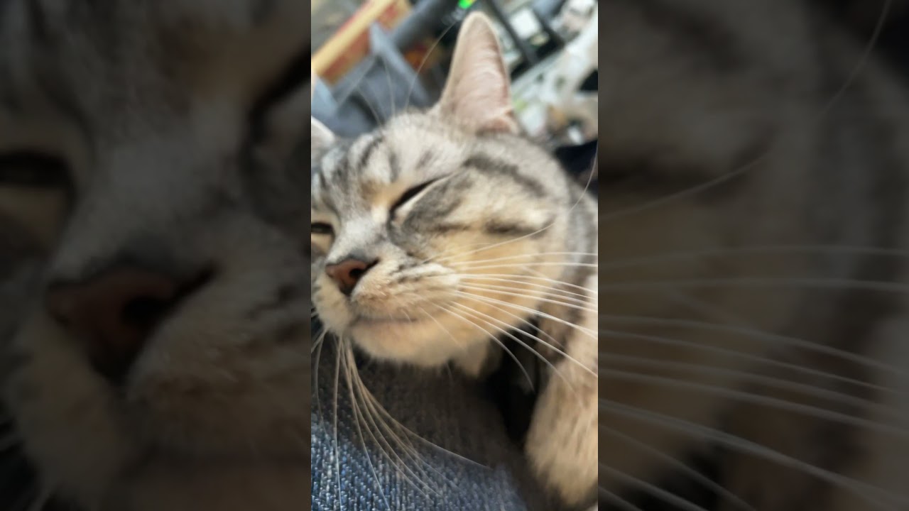 #ごまむぎちゃんねる #マンチカン #ショートレッグ #ロングレッグ #猫 #cat #cute