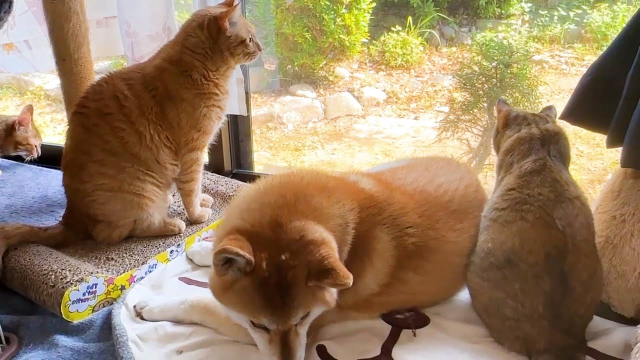 飼い主がお庭で作業すると大家族の猫たちはこうなります