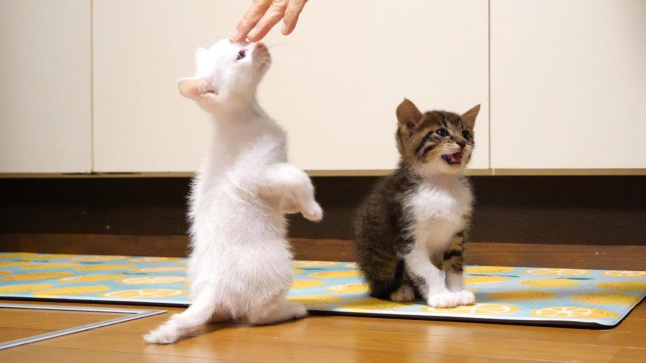 仲良くおねだり。子猫がごはんの準備を追いかける。【赤ちゃん猫　保護猫】