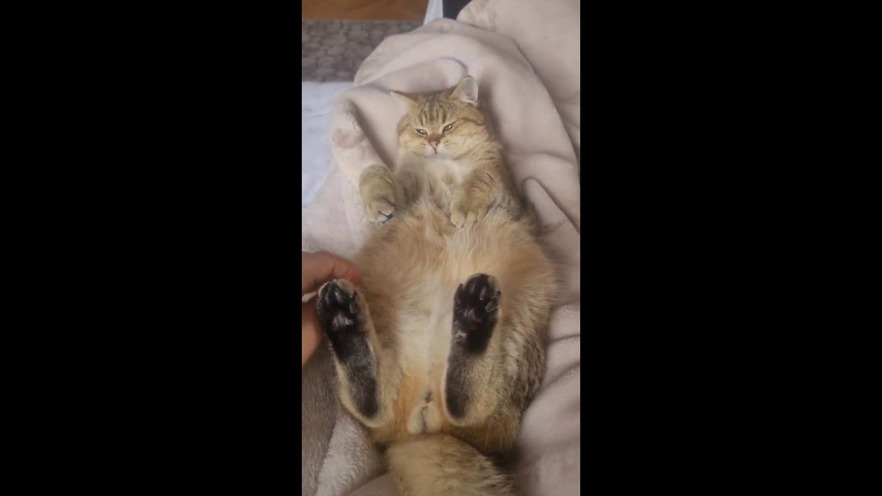 my king brown shorthair