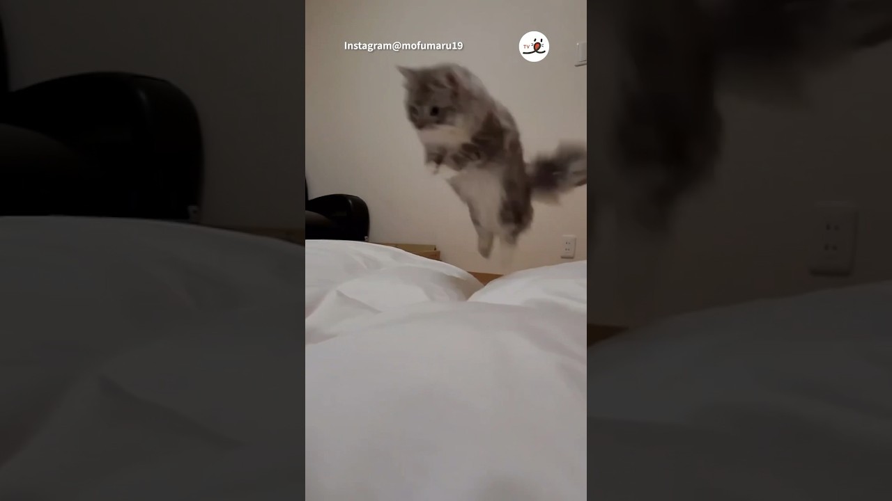 飛び込み4連発！😸｜PECO #マンチカン #猫 #愛猫家 #猫のいる暮らし #munchkin #cat #catlover #catlife