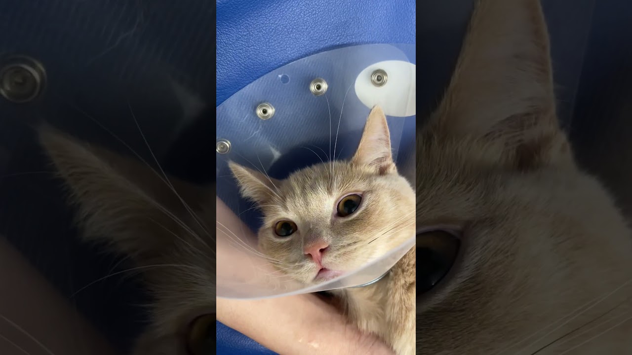 嫌な気配を感じて鳴き声で訴えるマンチカン