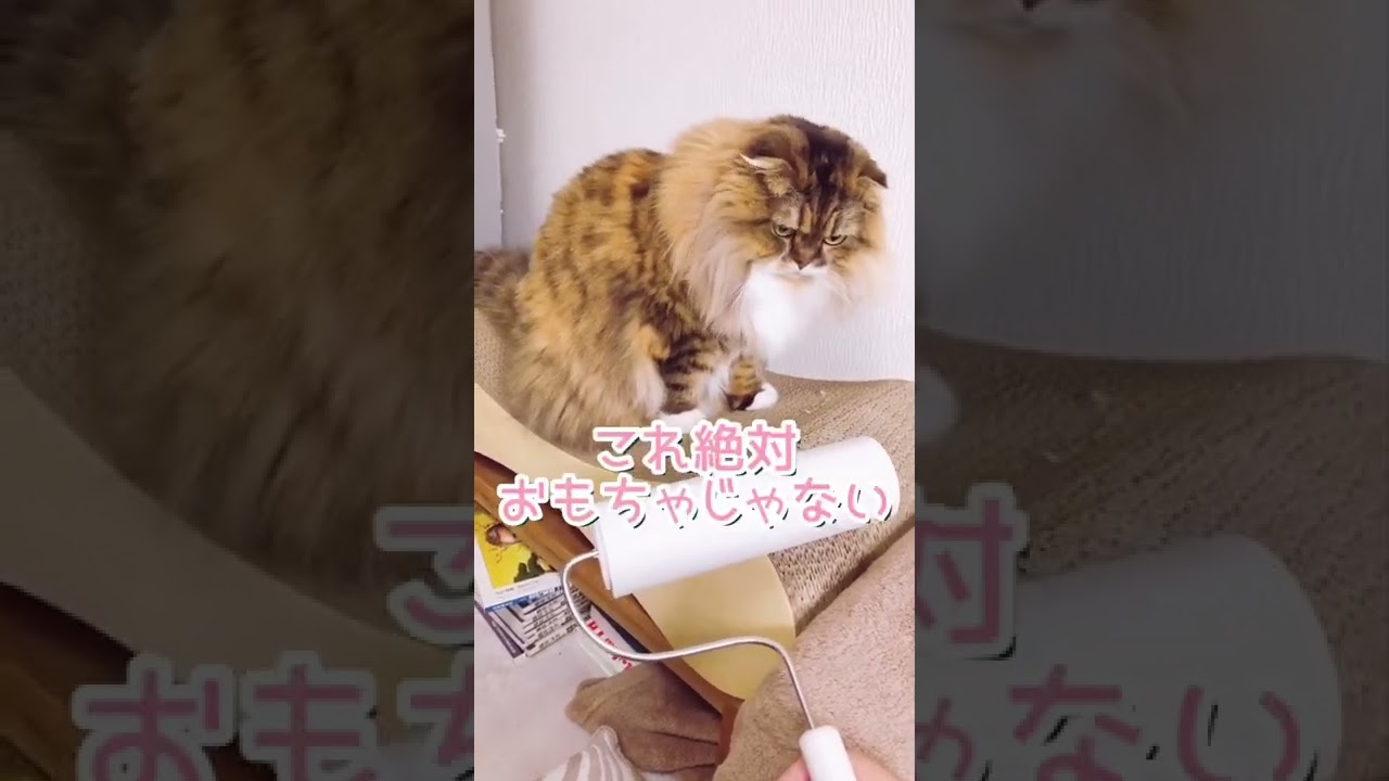 もふもふ猫さんにコロコロを見せた結果#スコティッシュフォールド #もふもふ #ほのぼの #折れ耳 #コロコロ #cat #モラン #shorts #初体験 #猫動画 #猫のいる暮らし #ねこ #長毛種