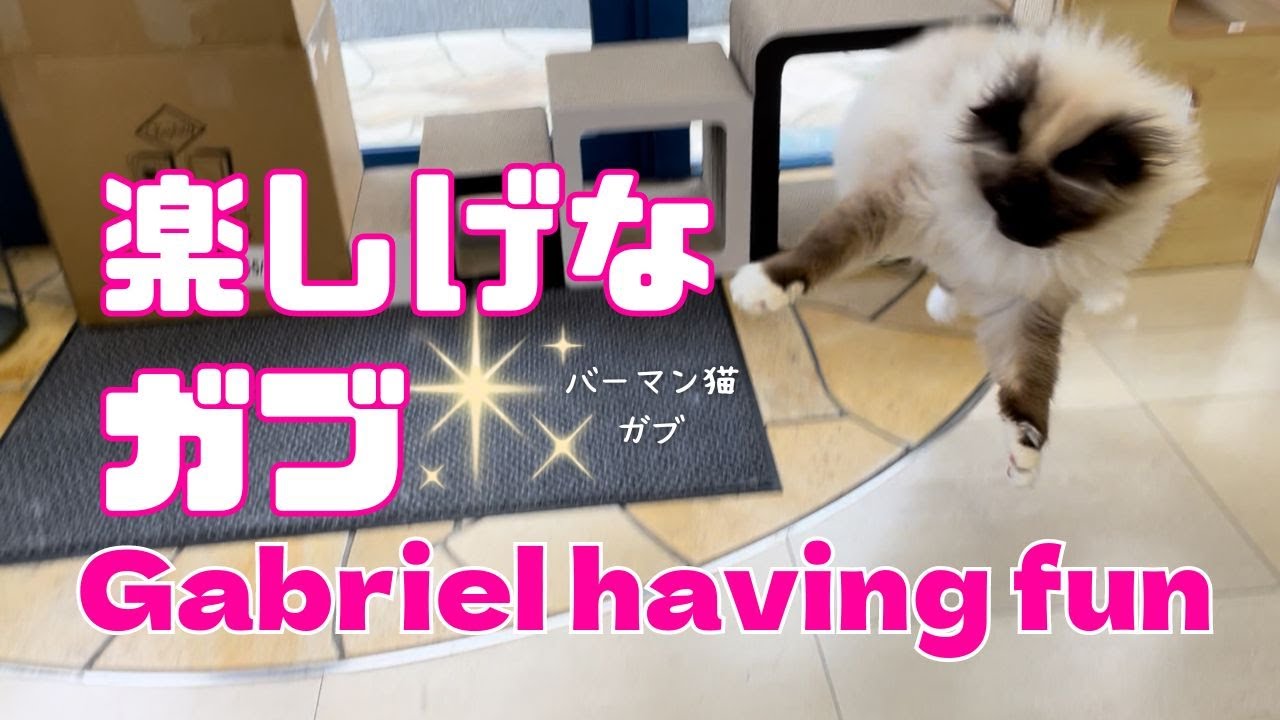 バーマン猫ラフとミカ【楽しげなガブ】Gabriel having fun（バーマン猫）Birman/Cat