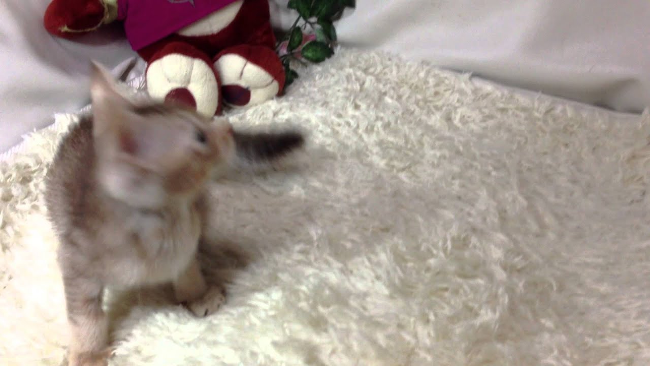 オシキャット★チョコレートティックドタビー