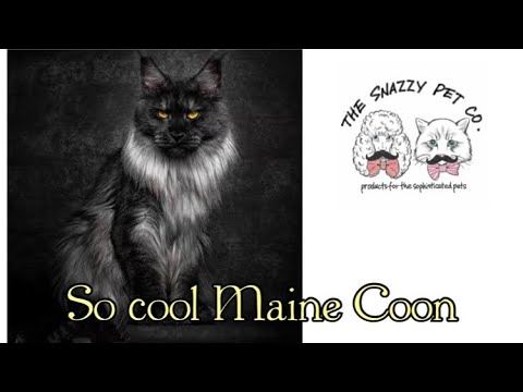 Maine Coon cat 🐈‍⬛ the snazzy pet カッコいい メインクーン キャット 😻💓 So Awesome Main Coon Cat 🐱 💗