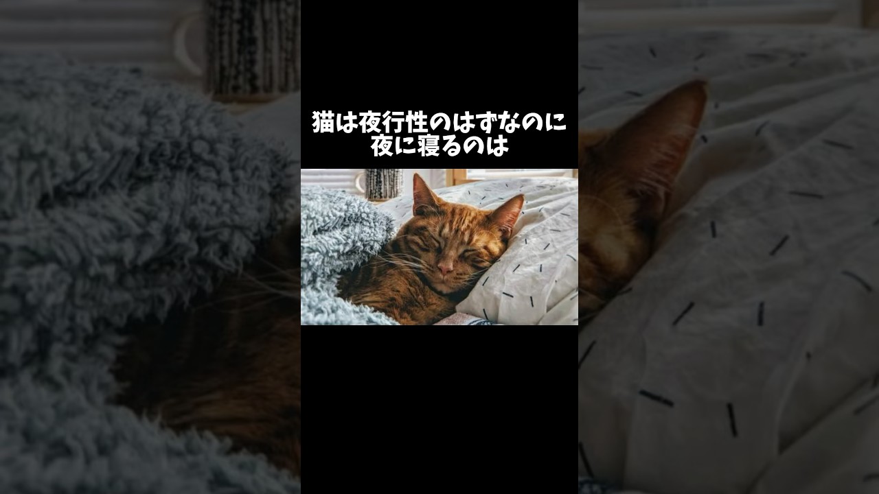 98%の人が絶対に知らない猫に関する雑学・豆知識Part19