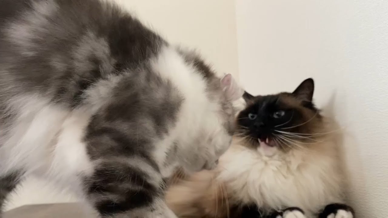 【子猫の成長】アメリカンカールの子猫、そうとう気が強い！威嚇されてもまったくめげませんｗ