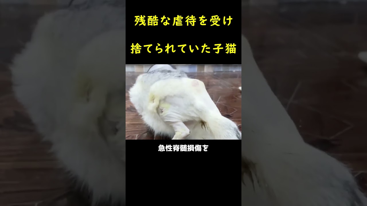 焼け焦げた瀕死の捨て猫🐱