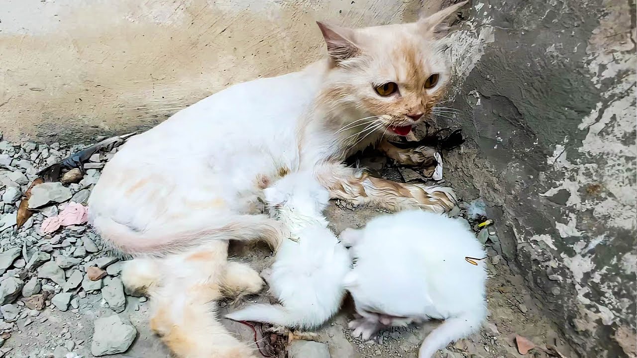 2匹の子猫をくわえてさまよう母猫。暖かい避難所を探すために必死に走り、母性愛の偉大さに涙が溢れる【感動】
