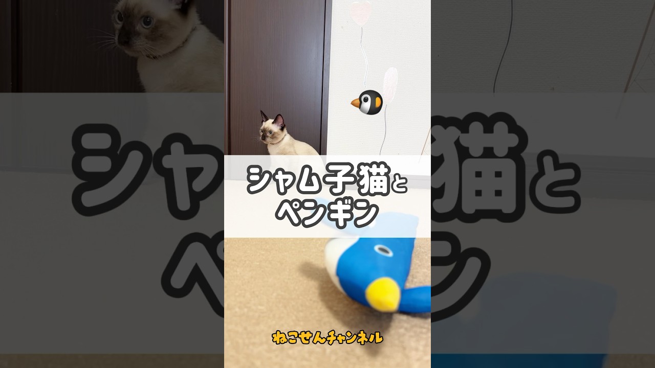 【シャム子猫とペンギン】遊び方をマスター（真冬に保護した子猫） | ねこせん