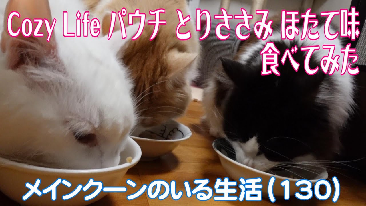 【メインクーンのいる生活130】Cozy Life パウチ とりささみ ほたて味 食べてみた
