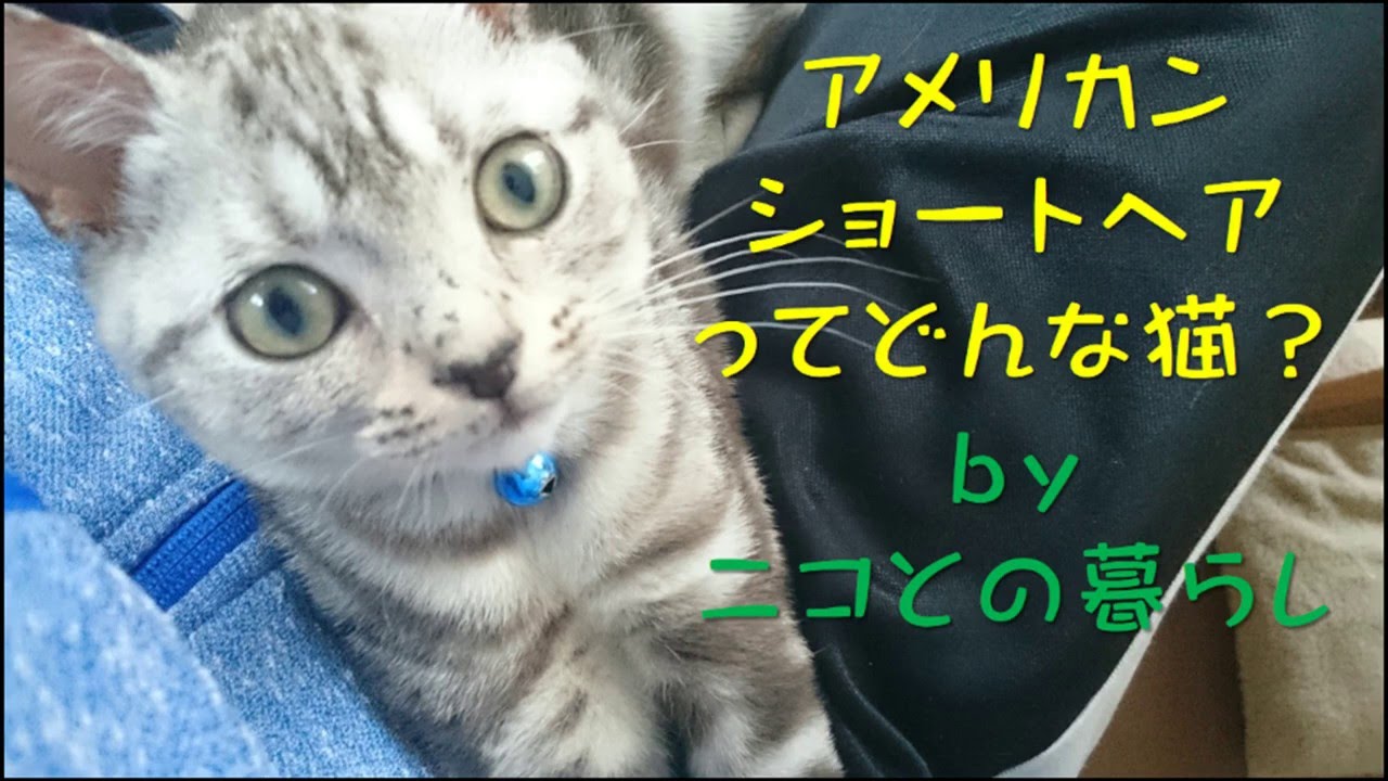 アメリカンショートヘア(アメショー)の性格や特徴のまとめ ～飼う前に知っておきたいこと～ 可愛くてわかりやすい動画と写真付き