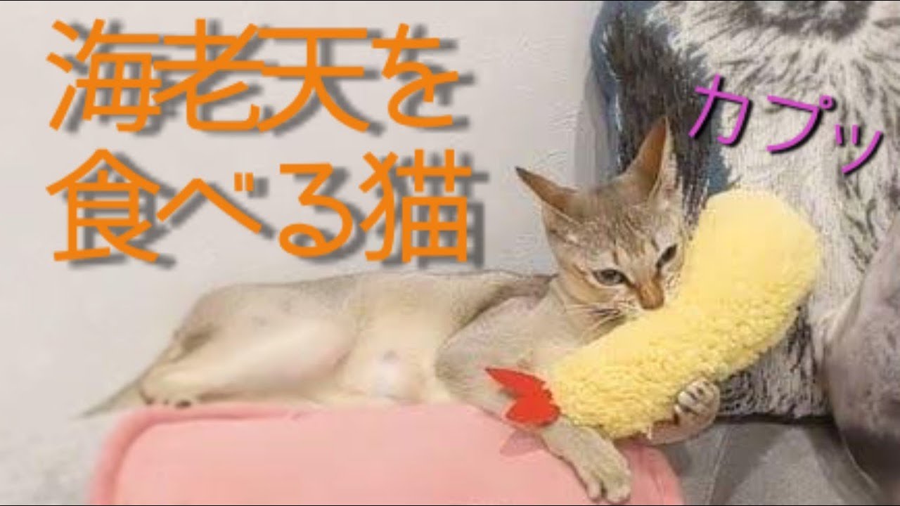 シンガプーラのプリン 海老天を食べる猫