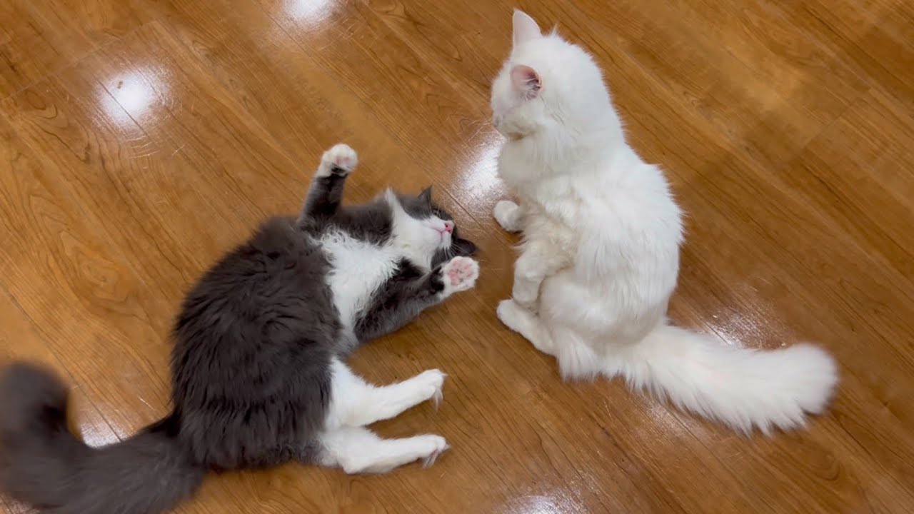 【バトル‼︎】怒られても遊びたい！！先輩ターキッシュアンゴラに挑む末っ子ターキッシュアンゴラwww