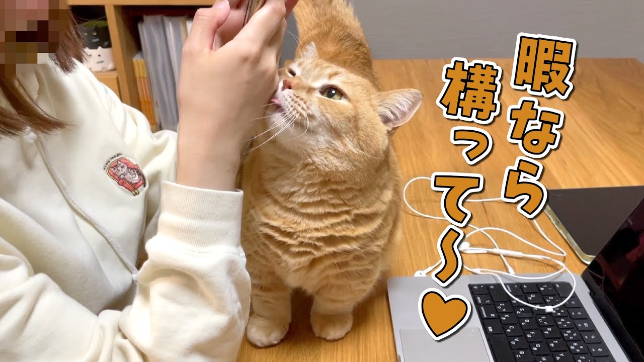 暇そうな飼い主にすかさず甘えに来る猫が可愛すぎる！