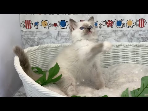 ラグドール♀2405D0320