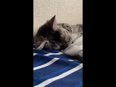 顔をギュッとする子猫が超かわいい #shorts