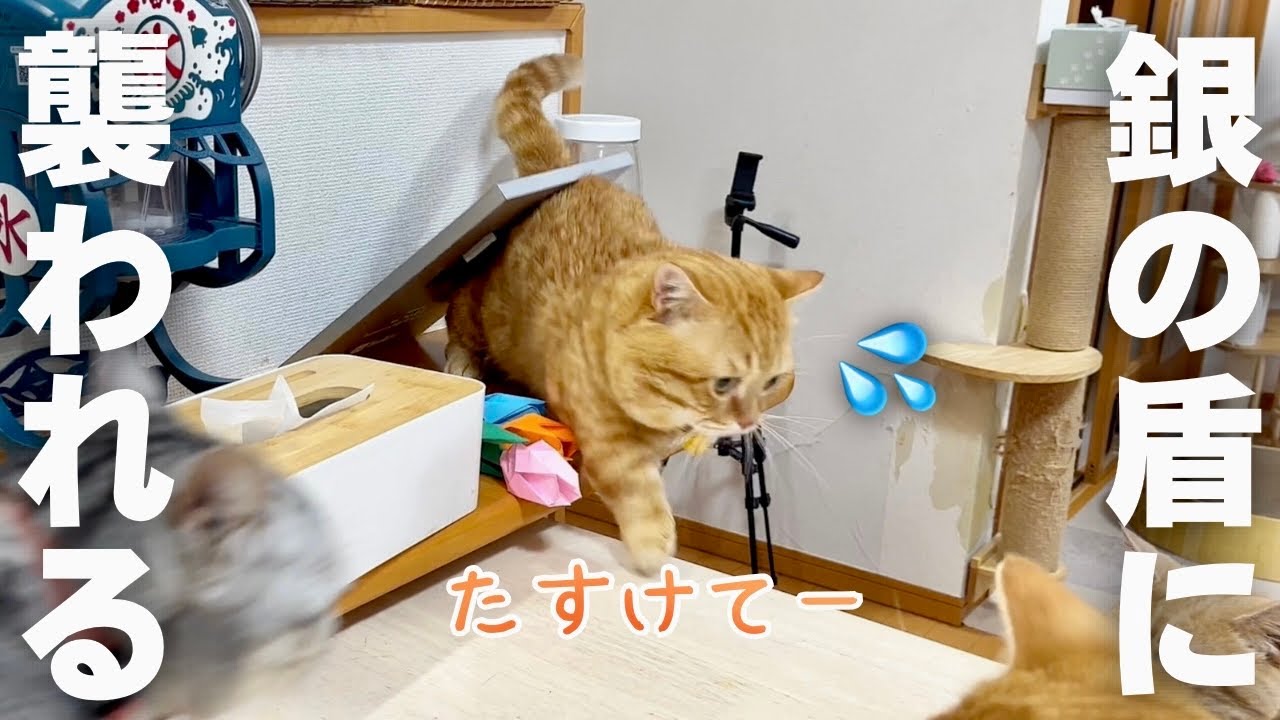 ぽちゃくんが銀の盾の下敷きに！？ #猫 #マンチカン
