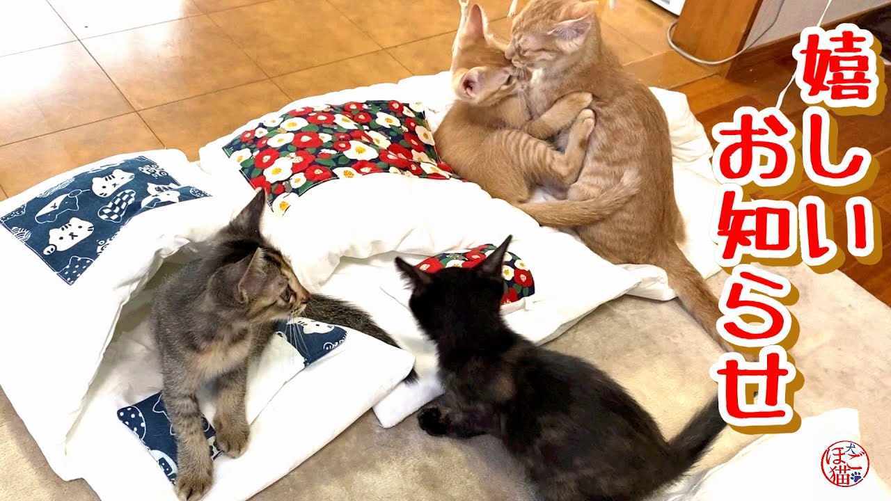 【子猫 保護】嬉しいお知らせ＋おまけコーナー