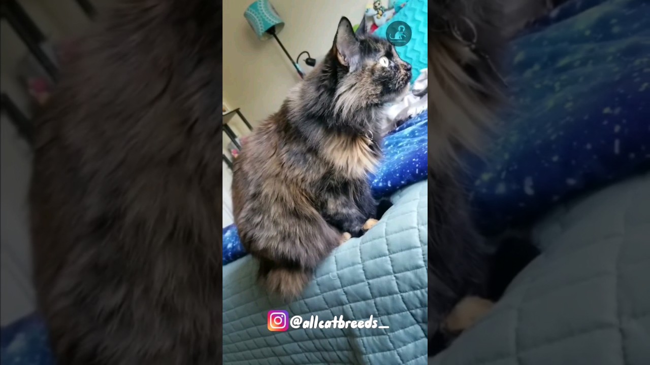 Cymric #cat #shorts #ytshorts #catbreeds #breeds #cute #viral #cymric