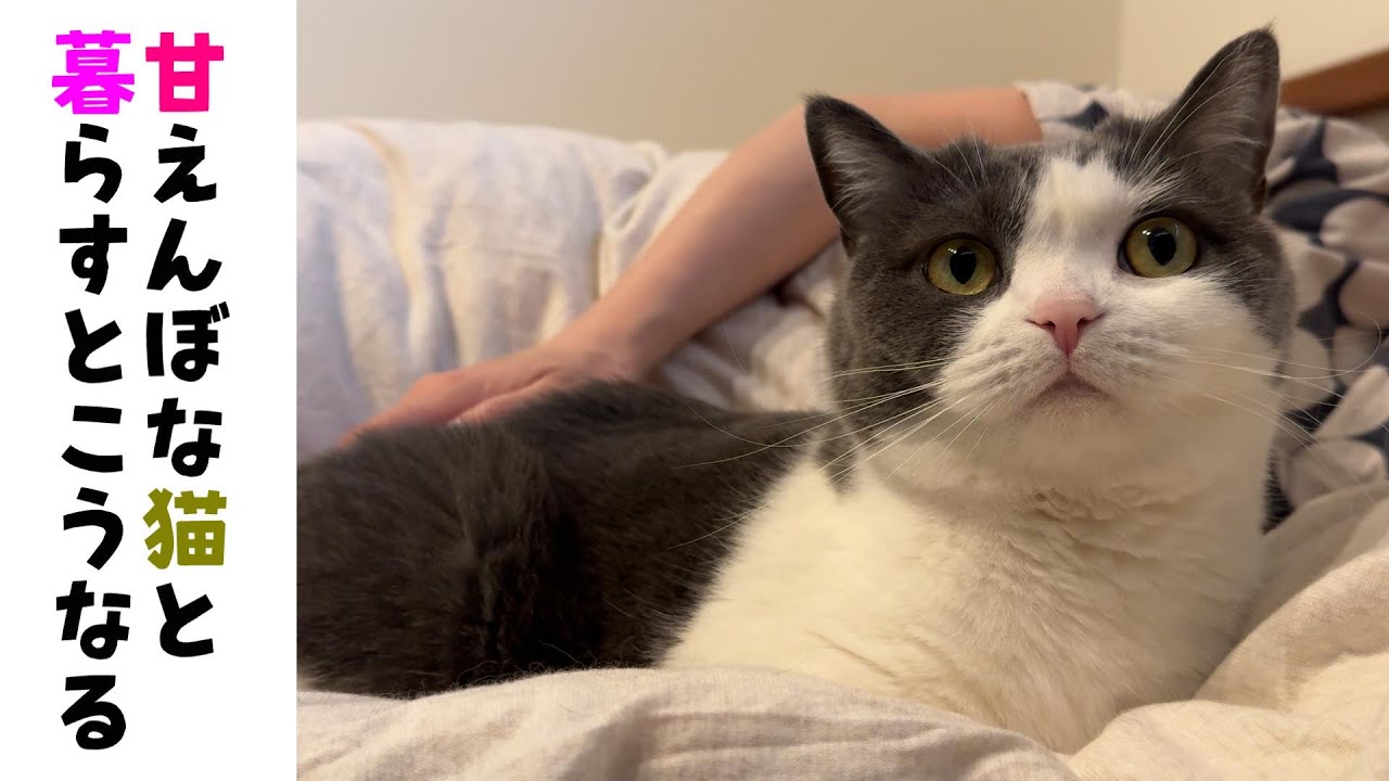 ママを起こしに来て結局一緒に寝てしまう猫がかわいい🍀【はぴ猫日記未公開】