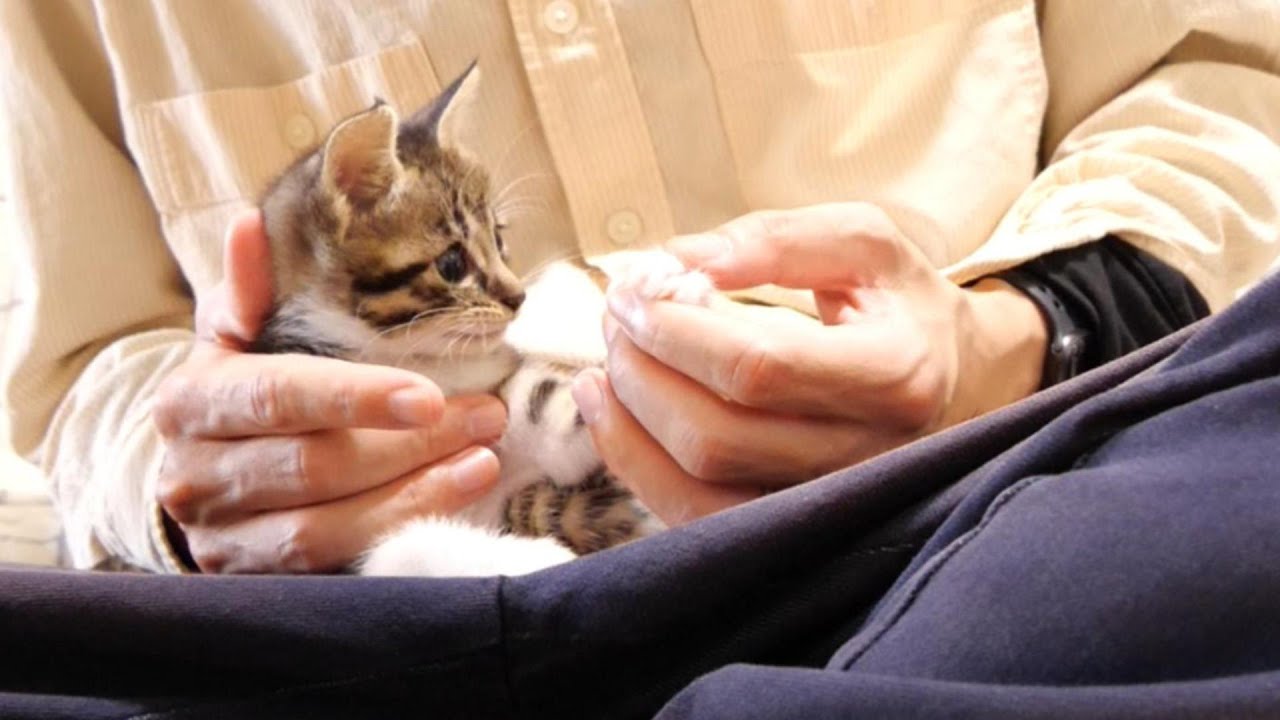 爪切りが嫌いな子猫はおじから逃げ出す。【赤ちゃん猫　保護猫】