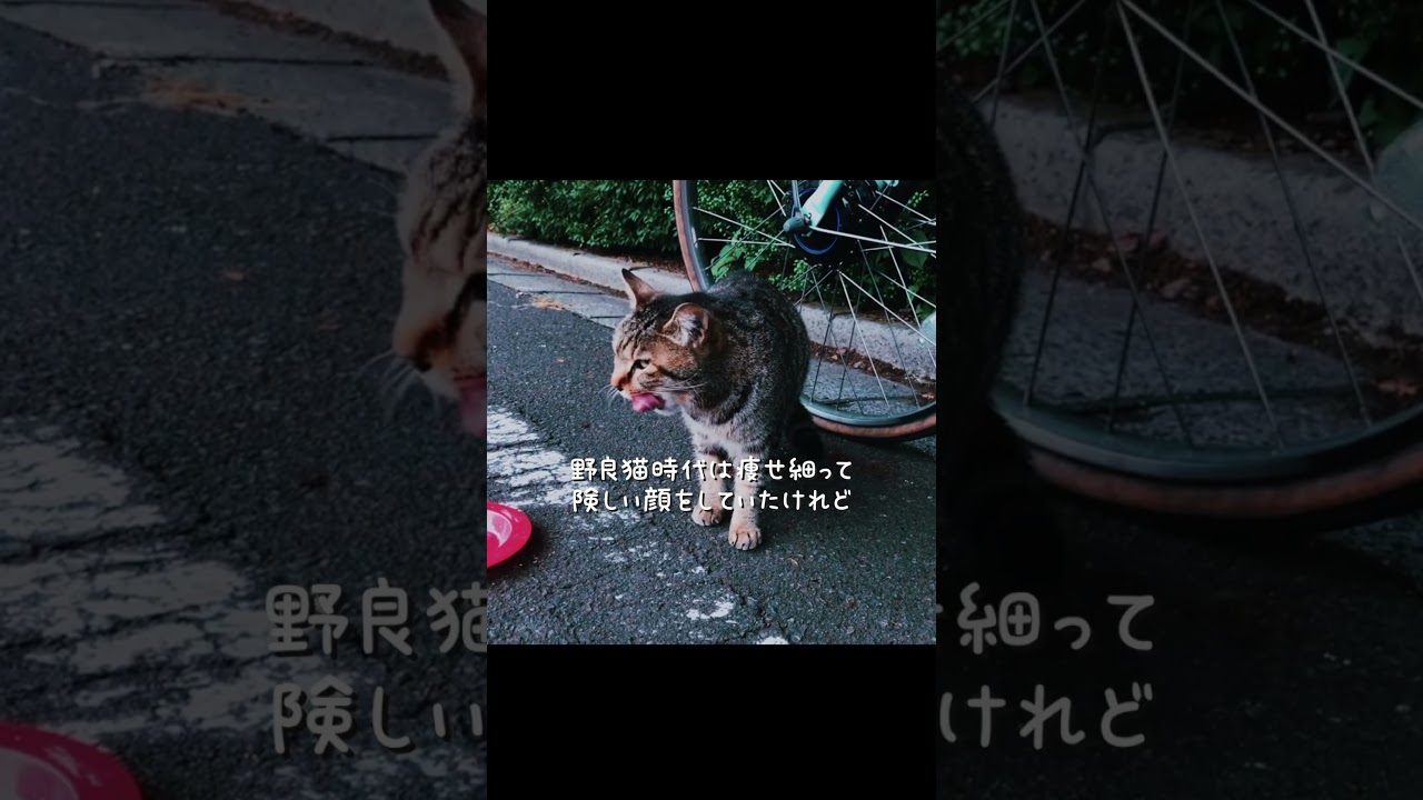 辛い過去を持つ痩せ細った捨て猫 #shorts